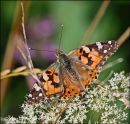 Painted Lady