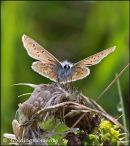 Common Blue