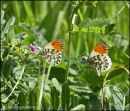 Orange Tip