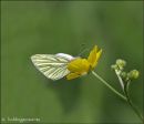Green-veined White 