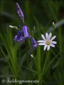 Greater Stitchwort and Bluebell