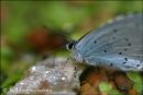 Holly Blue