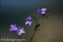 Harebell