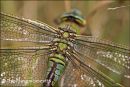 Emperor Dragonfly
