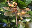 Brown Hawker