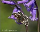 Grizzled Skipper