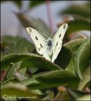 Small White
