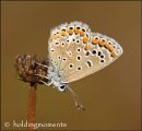 Common Blue