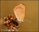 Small Copper