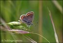 Brown Argus