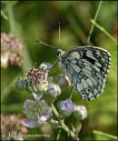Marbled White