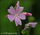 Musk Mallow