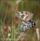 Marbled White