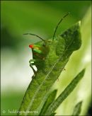 Hawthorn Shield Bug