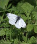 Green-veined White