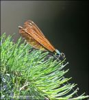 Beautiful Demoiselle
