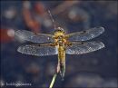 Four-spotted Chaser