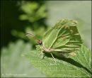 Brimstone