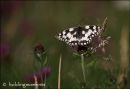 Marbled White