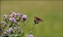 Meadow Brown
