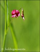 Grass Vetchling