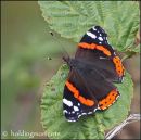 Red Admiral