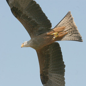 Black kite
