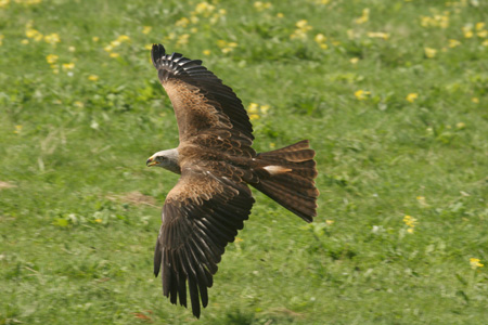 Black Kite