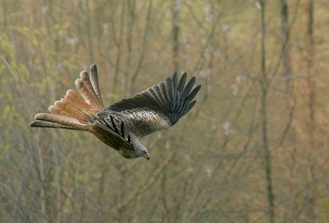 8. Swooping