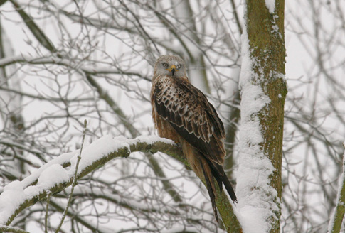27. The snow kite