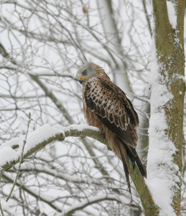 15. The Snow Kite