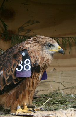 A wing-tagged chick released in Aberdeen