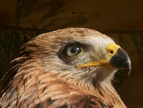 A young kite showing the dull grey eye colour.