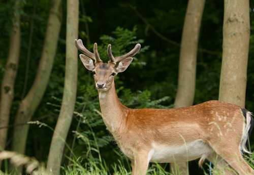 Male Fallow Deer