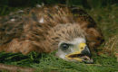 Young chick 2009