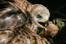 1a. Red Kite destined for Aberdeen