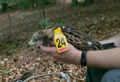 A 2009 Chilterns kite just tagged.