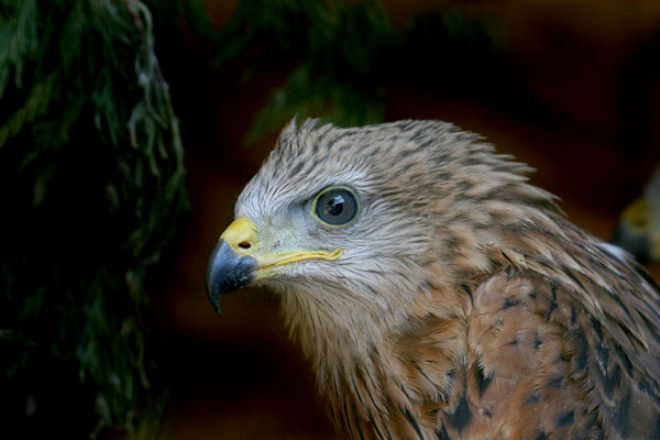 c. Young kite in holding pen 