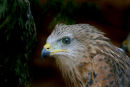 c. Young kite in holding pen 