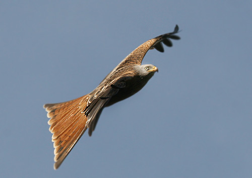 5f.  In flight