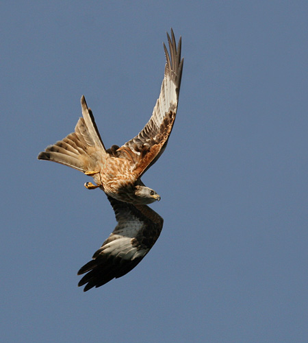 4.  2nd CY Kite