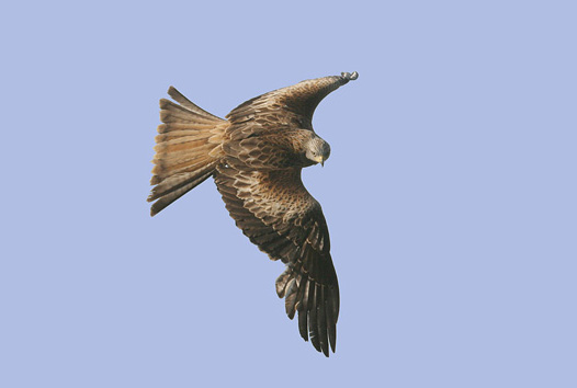 5e.  In flight
