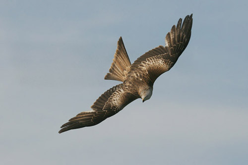 5d.  In flight