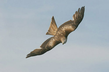 Red Kite