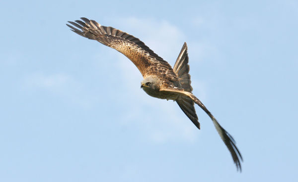 5a.  In flight 