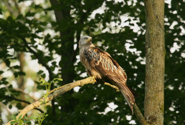 23. Perching at dusk