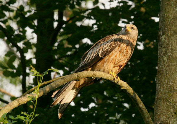 24. Perching at dusk (2)