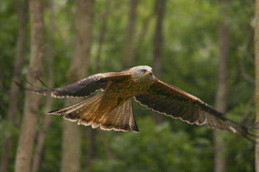 Flying through Chilterns beech woodland