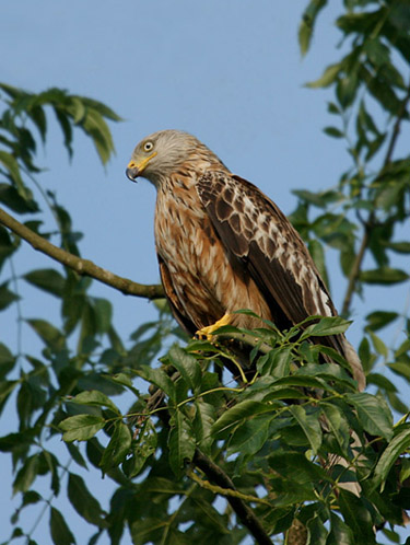 12. Perching (2)