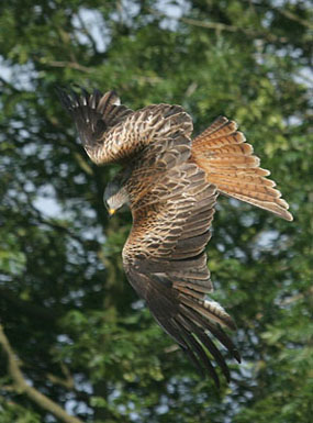 1. Swooping